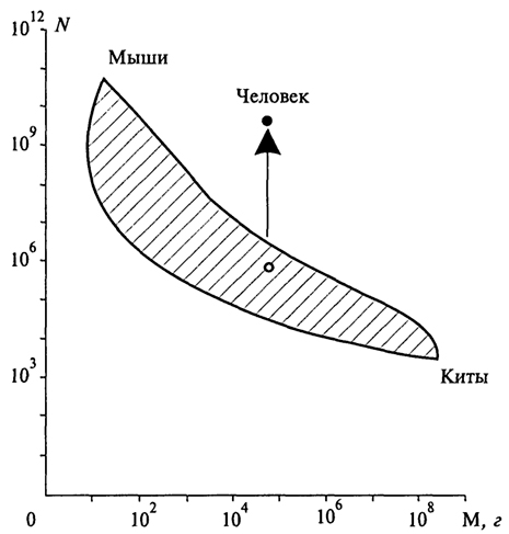 . 4.3.       .   -          ()  (, )     (TV).    ,    .     ,     Homo sapiens  ""   ,    .    