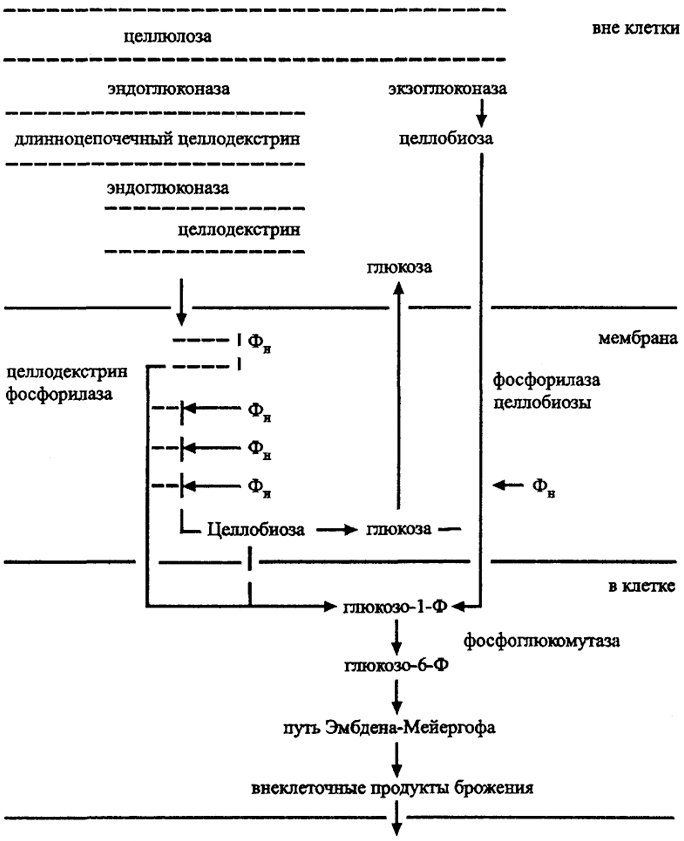 . 33.   Clostridium thermocellum