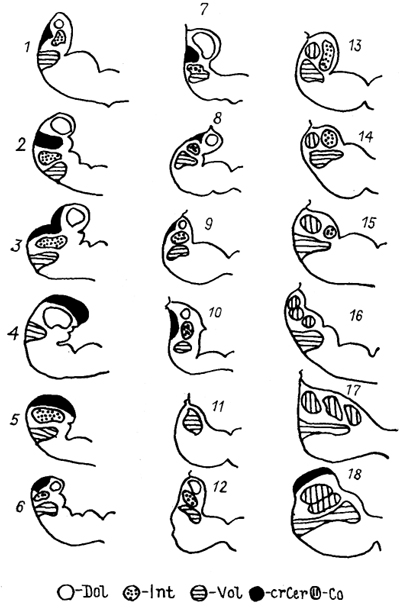  . 42.   -   (Fritzsch, 1988). 1 -  (Lamvetra); 2-8 - : Polypterus (2), Squalus (3), Amta (4), Salmo (5), Latlmeria (6), Lepldoslren (7), Siren (8); 9-15 : Salamandra (9), Trlturus (10), Bolitoglossa (11), Ichthyophis (12), Xenopus (13), Rana (14), Bombina (15); 16 -  (Testudo); 17 -  (Anas); 18  -  (Didelphis).