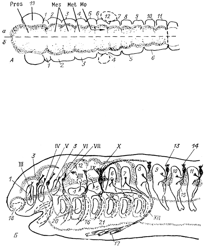 . 2.     (A)       ()(: Northcutt, 1979; Jacobson, 1988). : ,  -         (),     (). 1-11 -  (  ); 12 -   ; 13 -  ; 14, 15 -  (14)   (15)   ; 16 -  ; 17-  ; 18 -  , 19-  ; 20, 21 -   (20)   (21); III-X, XII -  .      .    .