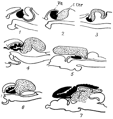  . 44.     (Nieuwenhuys, 1982). 1 - Erpetoichthys, 2 - Scaphirhynchus, 3 - Amia, 4 - Salmo, 5 - Glorias, 6 - Xenomystus, 7 - Gnathonemus.