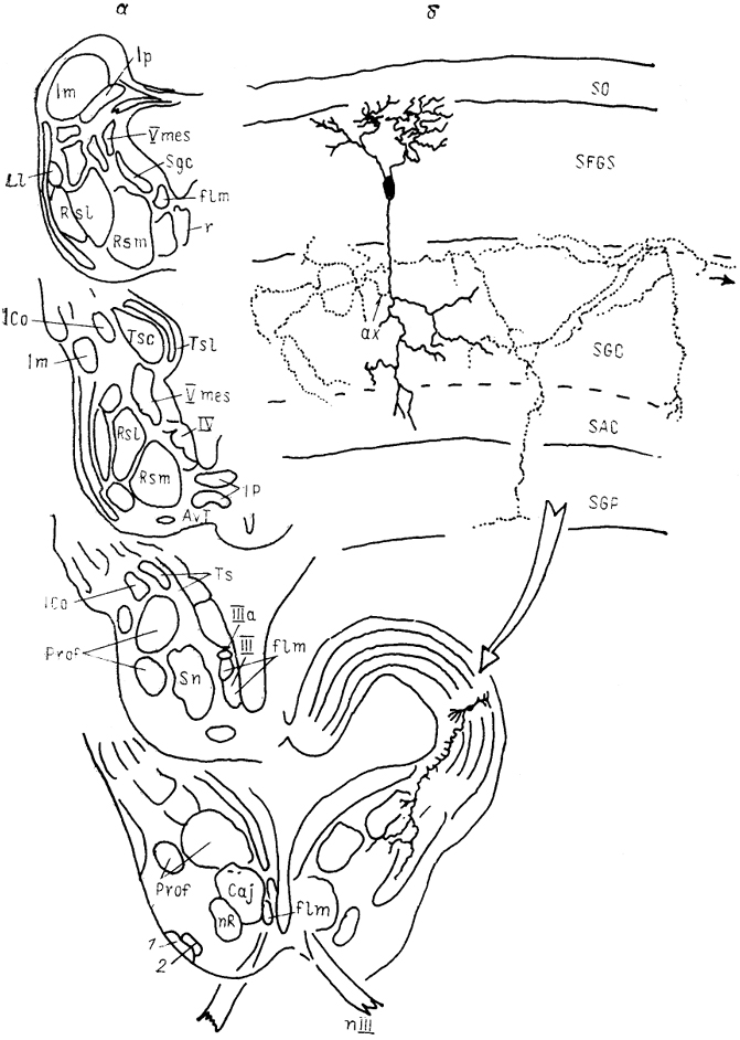  . 54.     Pseudemys scripta (Sereno, 1985).  -   ,  -     ; 1, 2 -    (1)    (2).  ,   . 52.