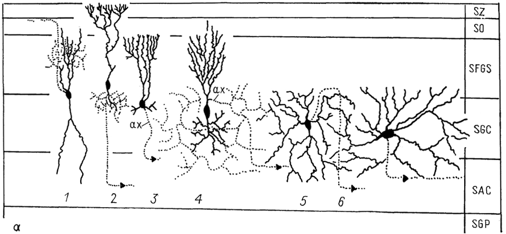  . 55.      Thatnnophis sirtalis (Dacey, Ulinski, 1986). a -  ,    -    ; 1-6 -  : - (1), - (2), -- (3), - (4), -  (5)   (6); 7-10 -   ; 11-16 -   :  (11),  (12),      (13), -   (14) -  (15)      (16), SZ - stratum zonale.  ,   . 52.