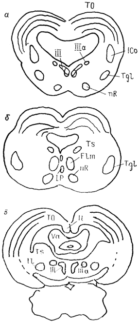  . 57.      Scyliorhinus canicula (a), Raja clavata ()   Lepomis ()  (Smeets, 1981, Wullimann, Northcutt, 1988).