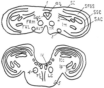 . 58.     (: Miceli, Reperant, 1985). 1 -  , 2 -     , #3 -  , 4 - nucl. annularis, 5 -   .  ,   . 52.