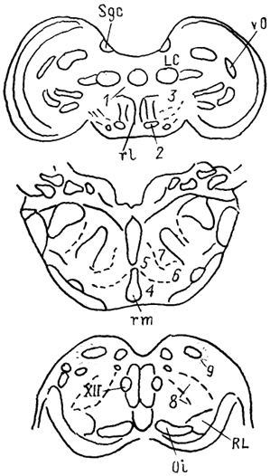 . 61.    (: Pearson, 1976). 1 - nucl. annularis, 2 - nucl. popillioformis, 3 -    , 4 -   5 -   , 6 -   , 7 -    , 8 -    , 9 -  .