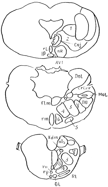  . 62.     Platyrhinoidis triseriata (Stuesse . ., 1990). 1 -  , 2 - nucl. subcuneiformis, 3 - , 4 - , 5 -   6 -   .