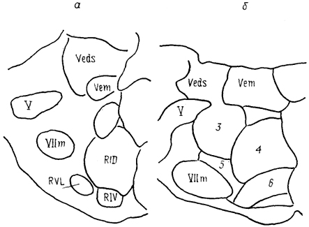  . 63.       Tupinambis nigropunctatum ()   Rattus norvegicus () (Cruce, 1984). RID -   RIV -     , RVL -   . 3-6 - . . 62.