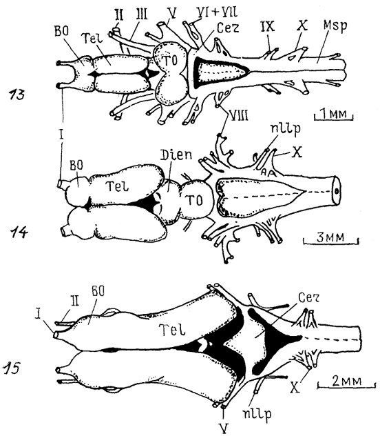  . 5.          (: Northcutt, 1978, 1980, 1986; Northeutt, Puzdrowski, 1988) 1 -  < Ichthyomyzon unicuspis); 2-5 -  :  Hydrolagus colliei (2), : Notorynchus maculatus (3), Mustelus canis (4), Spfiyrna tiburo (5); 6-8 - :  Latimeria chalumnae (6),  : Neoceratodus forsteri (7), Protopterus annecteus (8) ; 9 - 12 -  :  Polypterus palmas (9),   Scapharhynchus platorynchus (10),   LepIdosteus osseus (11),   Salmo gairdneri (12); 13 - 15 - : R catesbeiana (13), Amblystoma tigrinum (14), Ichthyophis glutinosus (15); I-XII- .