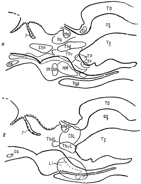  . 65.         III    Scyliorhinus canicula(Smeets e. a., 1983). ,  -  :   (),     (). 1 -  .   -    .