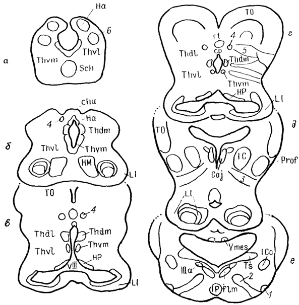  . 66.          Scyliorhinus canicula (Reperant e. a., 1986). 1-3 -    :    (1),       (2),  ,     (3); 4, 5 -  :     (4),    (5), 6 -  , -e -   - .