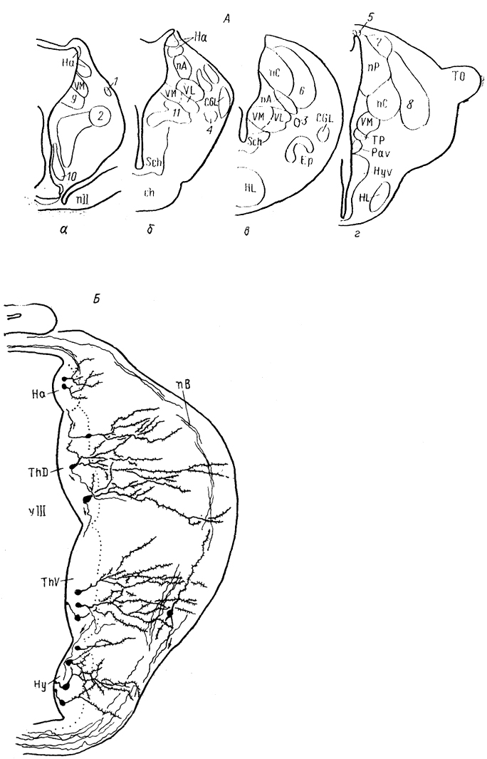  . 69.        JRana catesbeiana ()    - bius () (Neary, Northcutt, 1983; , 1990). 1 -    ; 2 -  ; 3 -  ; 4 -     ; 5 -  ; 6 - 8 -   :  (6),  (7)   (8); 9-11 -   ;  (9),  (10)   (11). -  -    .