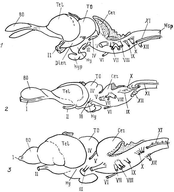  . 6.      (Bangma, 1983). 1 -  Varanus exanthematicus, 2 -  Pyton regius scripta elegans, 3 -  Pseudemys.