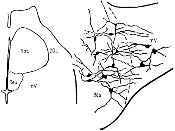  . 71.      Emys orbicularis (, , 1988).