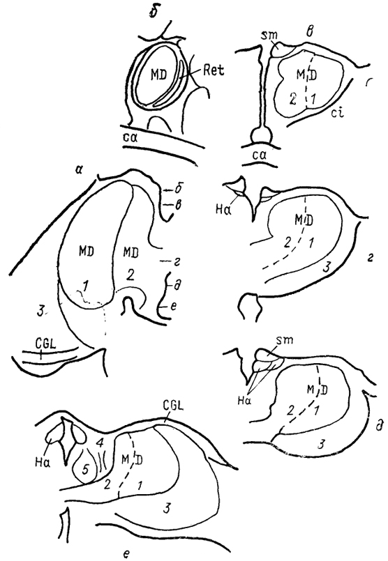  . 73.   Tachyglossus aculeatus (Regidor, Divac, 1987). a -  , - -     . 1, 2 -   : - (1)   (2); 3 -  ; 4 - - ; 5 -  .