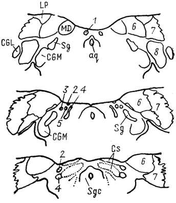  . 76.      fascicularis (Kaas, Huerta, 1988). 1-4 -   :  (1),  (2),  (3   (4); 5 -   ; 6-8-  Pul:  (6),  (7)   (8).