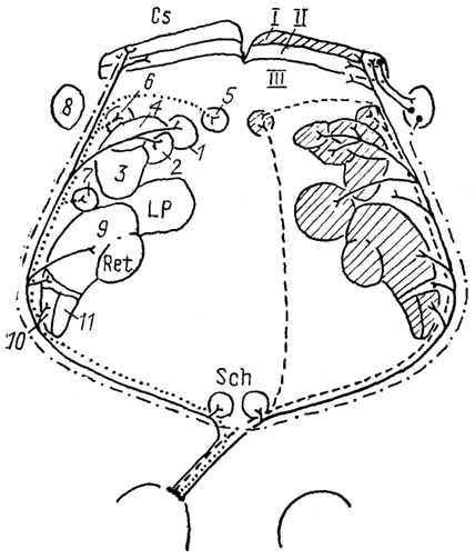  . 77.        (Sefton, Dreher, 1985). 1-3 -  :  (1),  (2)   (3); 4 -   ; 5-7 -     :  (5),  (6)   (7); 8 - nucl. parabigeminalis; 9 -  . 10-11 -  :  (10)   (11) . I-III -   :  (I),     (II),  (III).  ,      .