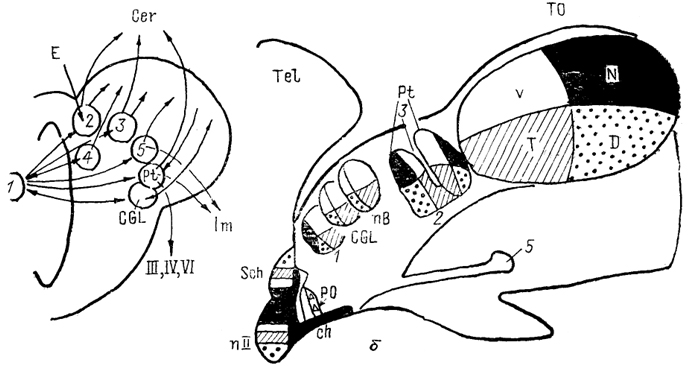  . 78.   ,        ()    () (: Vanegas, Ito, 1983; Montgomeri, Fite, 1989). : 1 - , 2 -   , 3 -  , 4 -  , 5 -  , : 1 -   , 2 -  , 3 -  , 4 -    , 5 -    . V, N, , D -        (V),  (N),  ()   (D)  .