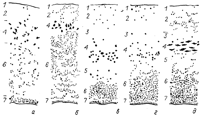  . 82.     (),  (),   (),   ()   () (Nieuwenhuys., 1967). 1-7 -   :   (1),  (2),   (3),  (4),   (5),  (6)   (7).