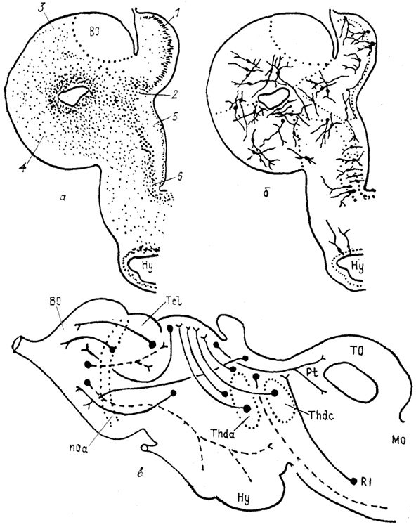  . 83.   (),   ()    ()    Lampetra fluviatilis (Haier, 1947; , 1990). 1 -  , 2 -  , 3 -   4 -  , 5 - , 6 -  .