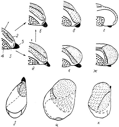  . 90.       (Stingelin, 1958).  -  ()   ; - -       (),   ()   (); - -      (),  ()   (); - -   :   (),   ()   (). 1-5 -  : 1 - Wulst, 2 -  , 3 - , 4 - , 5 -  .