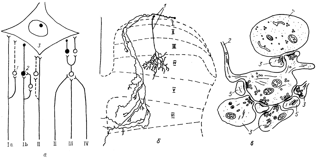  . 18.       (),         ()      () (Mannen, 1978; Honk, Zevrymer, 1981; Semba, 1983). a: Ia, Ib, II-IV-  ; 1, 2 -  (1)   (2) ; 3 - . , :1 - ; 2, 3 -     α (2)  β (3); 4, 5 -  (4)    (5)   ; I-VI -  .