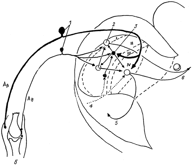  . 19.    I-IV      (Delwaide, Schoenen, 1989). Aβ, Aδ - ;  1  -    ; 2, 3 -  (2)   (3) ; 4 -  - ; 5, 6 -  -- (5)  - (6) .