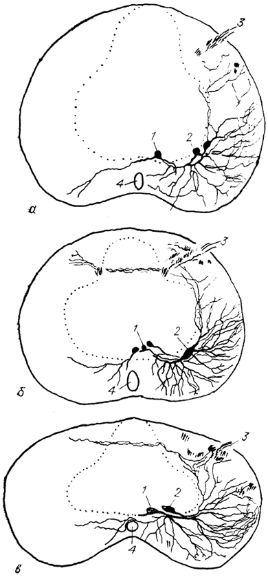  . 21.             : Rhyacotriton olympicus (a), Ptethodon jordani (), Batrachoseps attenuatus () (Toth e. a., 1985). 1, 2 -  (1)   (2)  ; 3 -  ; 4 -  .     .