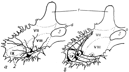  . 22.    ()   ()      (Cruce, 1979). 1, 2 - (1)   (2)   ; 3 -   ; 4 -  ; VII-IX - .