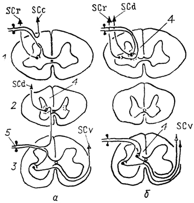  . 23.  -    ()   () (Necker, 1989). 1-3 -  (1),  (2)   (3)   ; 4 -  ; 5 -    .  ,   . 15.