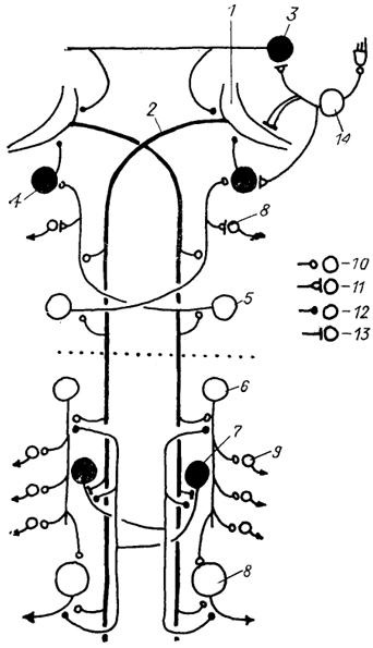  . 24.           (Faber e. ., 1989). 1 -     (2); 3-5 -  (3) , (4)   (5)   ; 6, 7 -  (6)   (7)   ; 8, 9 -  (8)   (5) ; 10-13 -    (10),  (11),   (12)   (13) ; 14 -     .   - ,  - .       .