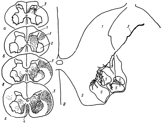  . 25.  -        (),  (),  (),  ()           () (Shinoda . ., 1979; Kuypers, 1981). /, 2 --  (1)   (2)   ; 3, 4 -  (3)   (4) - ; 5 -  .