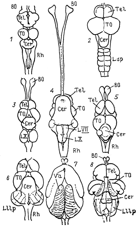  . 27.        (Nieuwenhuys, Meek, 1985).  l -Amia, 2 - Trigla, 3 - Carassius, 4 - Clarlas, 5 - Xenomystus, 6 - Eigenmannia 7, 8 - Gnathonemus:  (7)   (8) .