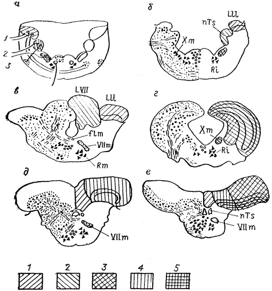  . 28.       (Nieuwenhuys, Meek, 1985). a -    ; 6-  -    Amia (), Clarlas (), Carassius (), Xenomystus (), Eigenmannla (e). 1-3   ;   (1),  (2),  (3); 4, 5 -     (4)   (5)      .