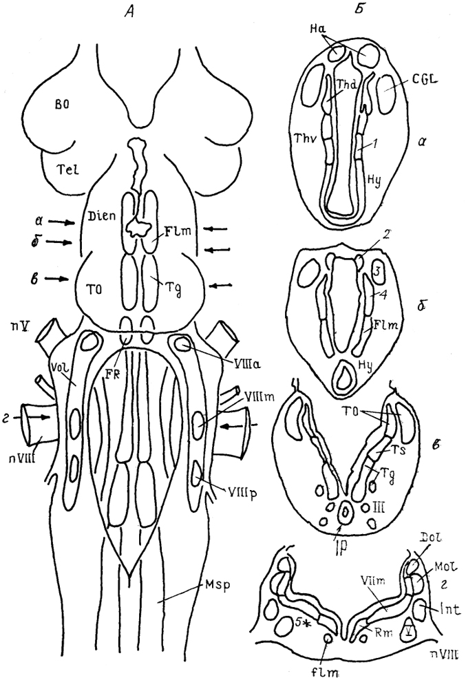  . 29.   ()    ()   Ichthyomyzon unicuspis (Ronan, 1989). 1 -   , 2 -  , 3 -  , 4 -   , 5 -  ; - -    .