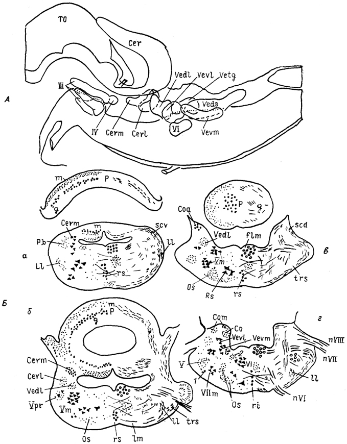  . 31.     Varanus exanthematicus   ()   ()  (Bangma, Donkelaar, 1984). - -    ; 1 -   , 2 -   XII .
