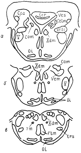  . 32.      Anas platyrhyncos (Arends e. a., 1984). - -    .