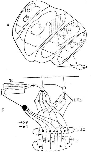  , 37.       Gymnoti-formis (Maler e. a., 1981; Heiligenberg, Dye, 1982).  -             ,  -        (  )   . 1 -  .