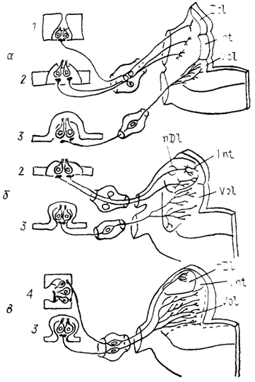  . 39. -     (Fritzsch e. ., 1985).  -   ,  -    ,  -   . 1-4 -  - :  (1),     (2),  (3),  (4).