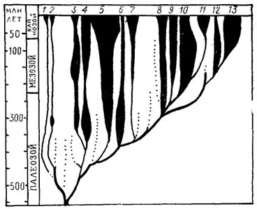 . 1.      (: Fite, 1985). 1 - ; 2 - ; 3-7 - :  (3),  (4),    (5),  (6),  (7); 8 - ; 9-11 - :  (9),  (10),  (11); 12, 13 - :  () (12),  (  ) (13).