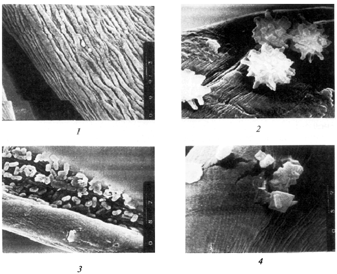 . 23.   : 1 -   (× 4500); 2 - 4 ,   : 2 - Aspergillus niger (× 3000); 3 - Bacillus subtilis (× 4500); 4 - Pseudomonas fluorescens (× 10000)