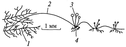 .5.   Phizopus stolonifer: 1 - ; 2 - ; 3 - ; 4 - 