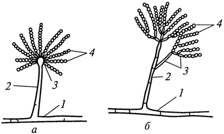 . 6.     Aspergillus (d)  Penicillium (): 1 -  ; 2 - ; 3 - ; 4 - 