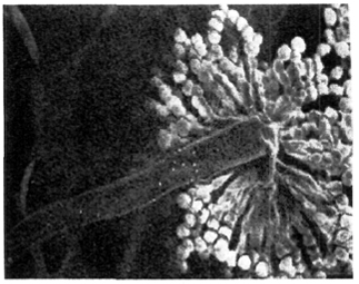 . 8.  Aspergillus niger (× 600)