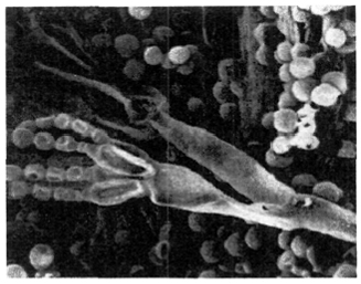 . 9.  Penicillium (× 3000)