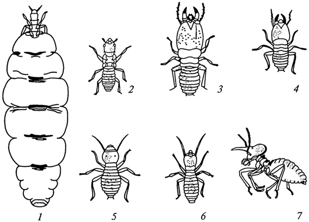. 17. : 1 -  (""); 2 -  (""); 3 -  ""; 4 -  ""; 5 -  "", 6 -  ""; 7 -  ""