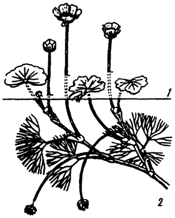 . 5.11.      Ranunculus diversifolius ( .. , 1979) : 1 - ; 2 - 