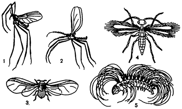 . 5.14.          ( .. , .. , 1988): 1 -  Cardiocrepis brevirostris (Blepharoceridae); 2 -  Porrycondyia sp. (Cecydomylidae); 3 -  Dreyfusia nordmannianae (Chermesidae); 4 -  Anargus fuscus (Myrmaridae); 5 -    Lymantria monacha