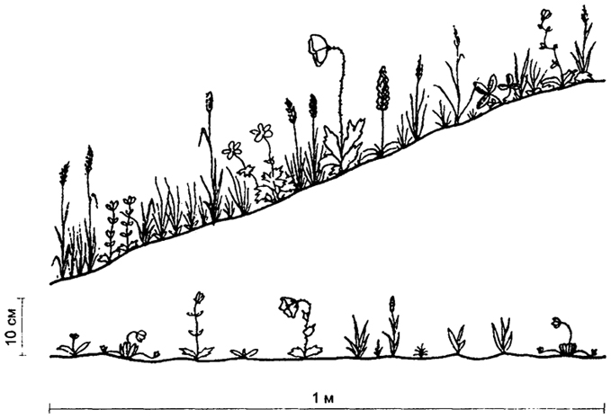 . 5.35.       ( .. , 1979):  -     ;  -    (     )