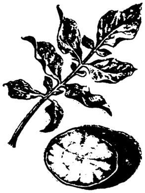 . 5.47. ,   ( -   Phytophthora infestans)